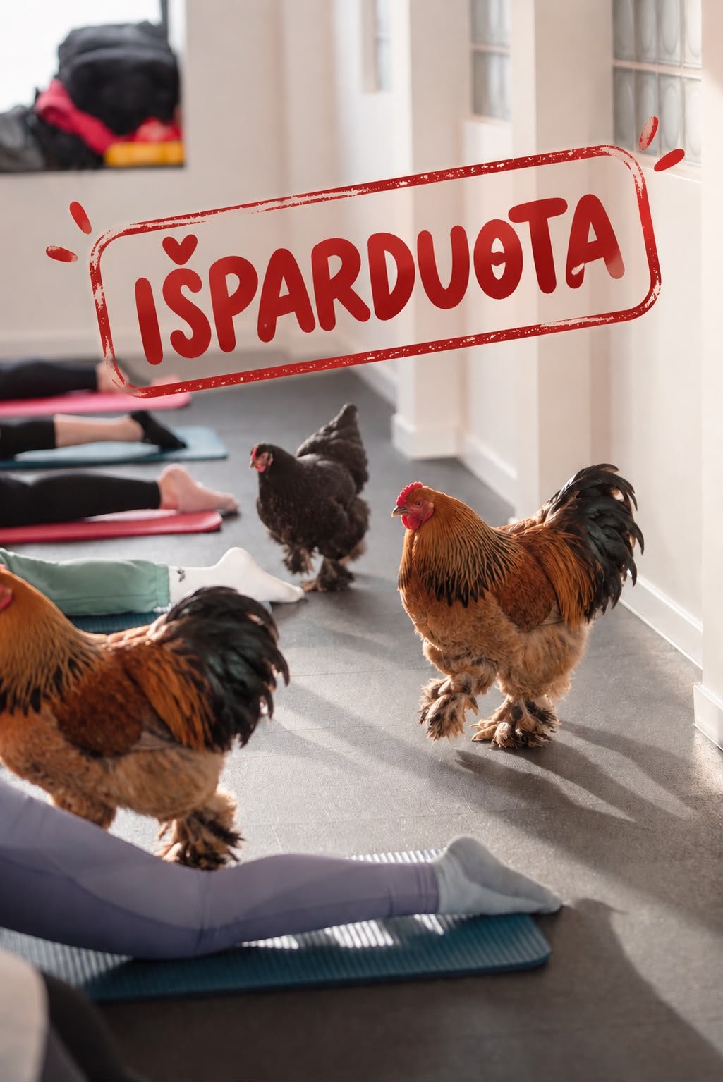 Joga su vištomis!